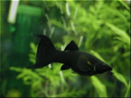 Wunderschöne Lyra Mollys Black Mollys abzugeben