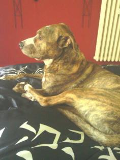 Boxer-Labrador-Steffort Mischling sucht neues Zuhause.