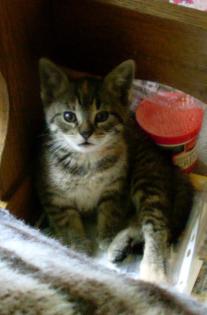 Katzensitter für eine Woche im Juli gesucht