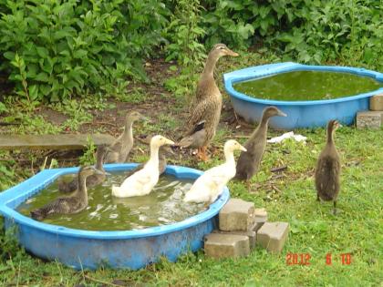 Indische Laufenten Schneckenenten