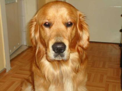 Wunderschöner Golden Retriever Rüde kein Verkauf