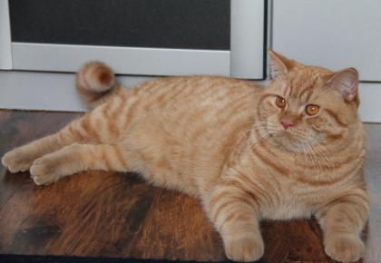 Gesucht ein Kuschelplatz für zwei Jungs.