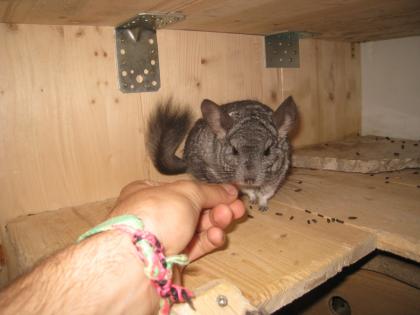 Chinchilla Mwaka Inklusive Käfig