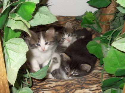 Gilda, Gustav und Gustl
