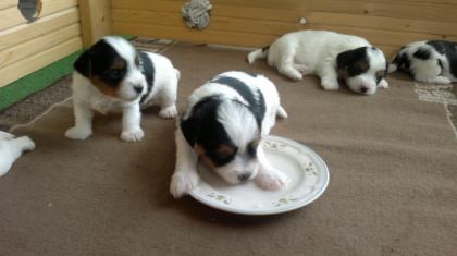 Biewer Yorky Welpen suchen