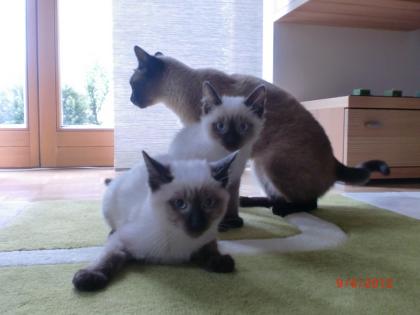 Siam Katzen
