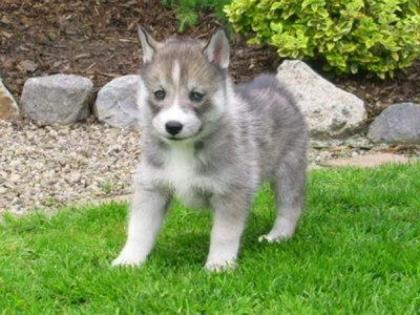 Sie sind da, 6 Süße Huskywelpen