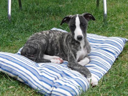 WHIPPET-WELPEN mit VDH-WCD-Pap. noch 1 Rü. 1 Hü. 11 Wo. abzug.