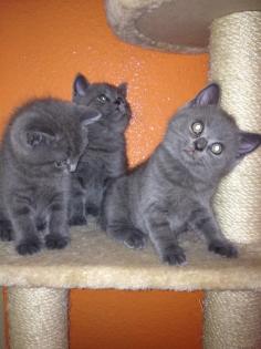 Süße BKH Kitten nsuchen ab sofort neues Zuhause