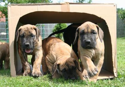 Dt. Doggen vom Nordstern / Deutsche Doggenwelpen / Dogge / Doggen /VDH / DDC /F