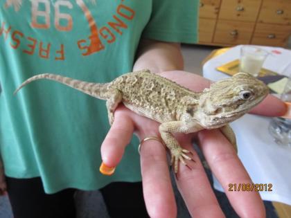 Zwergbartagamenweibchen pogona henrylawsoni