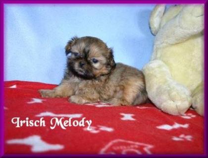 Shih Tzu Babys vom Drachensee