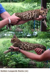 Bengal - Bub Dante sucht Dosenöffner