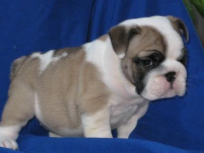 Superkleine PL/PRA Englische Bulldogge Rüden/Hündin mit Ahnentafel