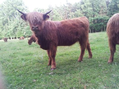 Schottisches Hochlandrind Highland Cattle Rinder zu verkaufen