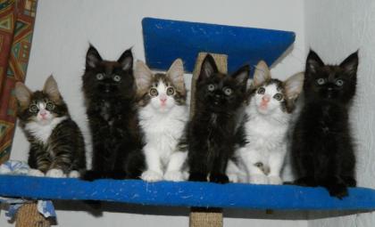REINRASSIGE XXL MAINE COON KITTEN