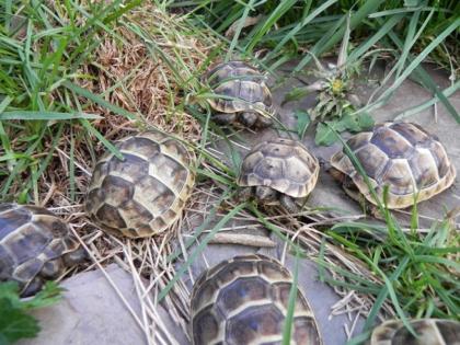 Griechische und Maurische Landschildkröten NZ 2021