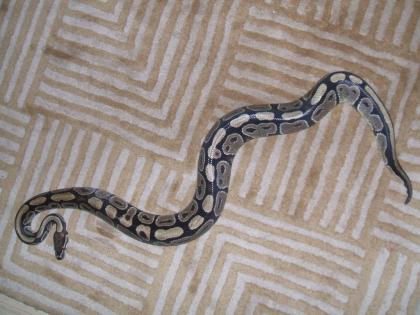 Python regius 1. 0 FZ 02
