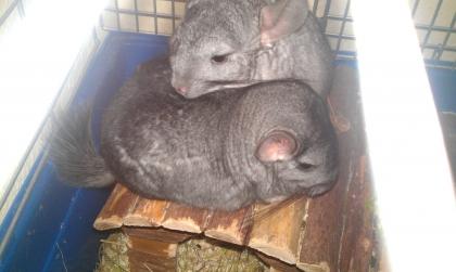 Habe 2 chinchillas abzugeben 9 monate alt und beide männlich