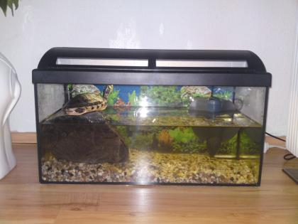 Meine schildkröte sucht ein neues liebes zuhause