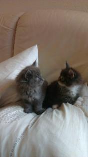 Main Coon kitten mit papieren