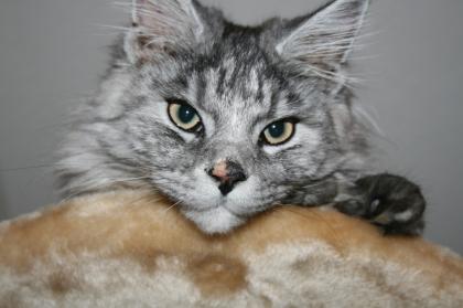 Liebevolle Maine Coon mit Papieren sucht ein neues zu Hause.