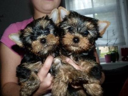 Yorkshire Terrier Welpen, Hündin mit Ahnenpass