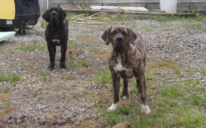 Fila Brasileiro Junghunde mit FCI Papieren