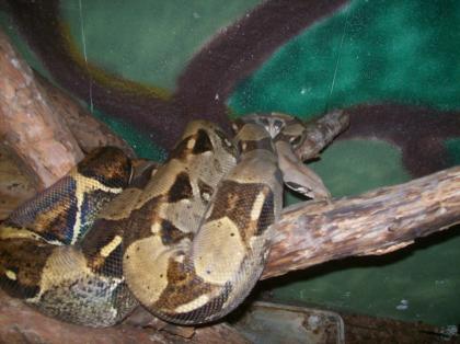1 Paar Boa Constrictor Mix 09. 2021