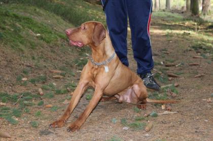 Aaron ein Magyar Vizsla-Deckrüde