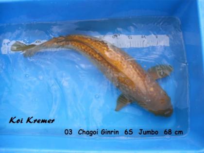 Koi Chagoi und Ginrin Chagoi Japan Koi Karpfen