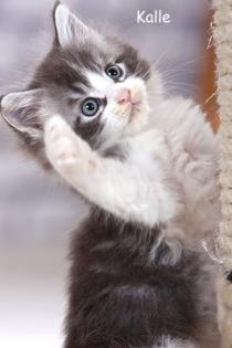 Sieben kräftige Maine Coon Kitten .