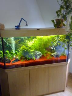 Kompl. Aquarium abzugeben