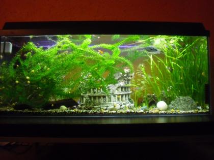 Großes 300-Liter-Aquarium inkl. neuer Pumpe für 120 Euro VB