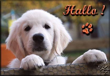 4 traumhafte Golden Retriever Buben suchen noch eine liebevolle Familie