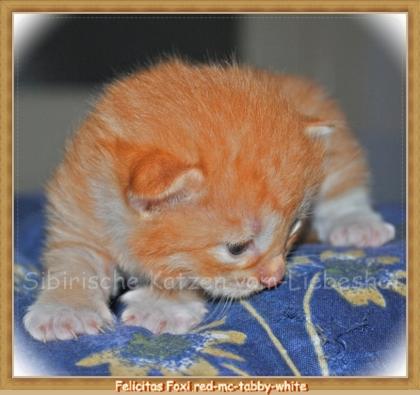 Sibirische Katzenbabys Rusischen Linien