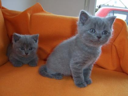2 BKH-Kitten suchen ihr neues Zuhause