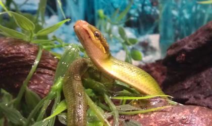 Spitzkopfnatter NZ 2021 0. 0. 1 Gonyosoma oxycephalum
