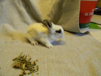 Verkaufe Hasenbabys geb 07. 06