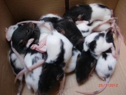 16 Rattenbabys ab anfang August abzugeben