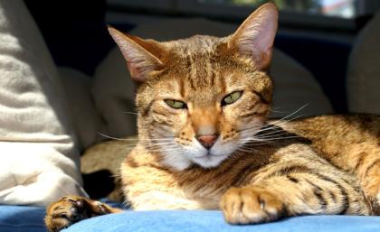 Bengalkatzen - Bengal Katze mit Papieren aus Hobby-Züchter