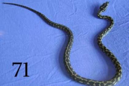 4. 4 Dschungelteppichpython Morelia Spilota Cheynei für 150 Euro