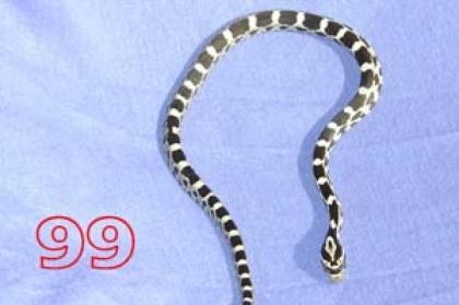 Kornnattern Pantherophis Guttatus, Classic und Black Albino ab 15 Euro