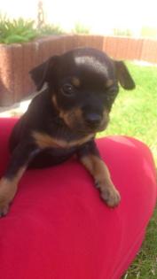 Zwergpinscher Welpen