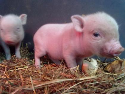 Mini Pigs - Hausschweine