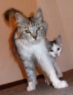 Wir Maine Coon Mix suchen noch ein liebes- und verantwortungsvolles Zuhause