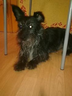 Hündin Zwergschnauzer-West Highland Terrier Mix sucht Tierliebes neues zu Hause