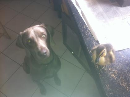 Weimaraner Welpe Rüde in Ausbildung