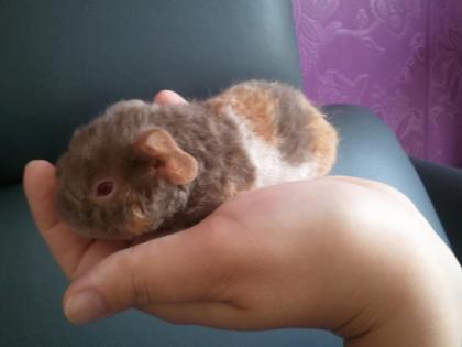 US-TEDDY Nachwuchs in Sonderfarben Lilac-Safran-Weiss q. f. Lilac Gold-Weiss Gold