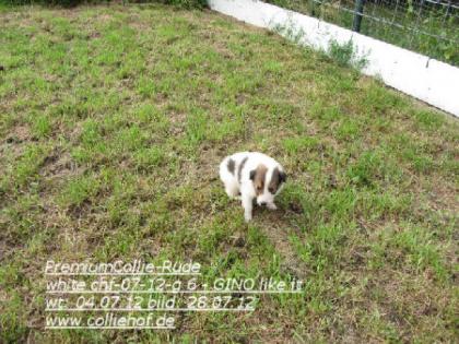 Premium-Colliewelpen, tricolor und white - Die Oberklasse